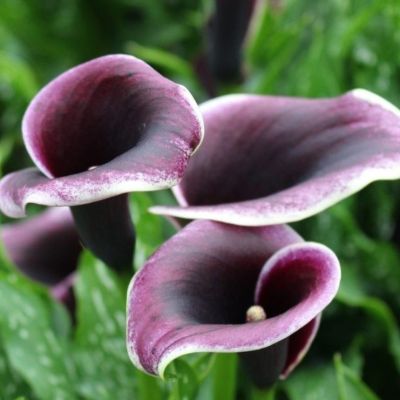 Калла Дубай Найтс Калла Дубай Найтс - Dolina-Sad.Ru