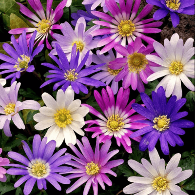 Анемона Бланда Микс фото