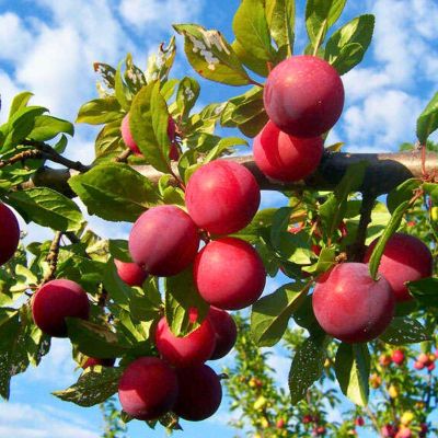 Слива Аленушка Слива Аленушка - Dolina-Sad.Ru