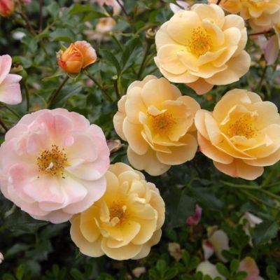 Роза Эмбер Виэл Роза Эмбер Виэл - Dolina-Sad.Ru