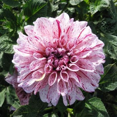 Георгина Пэинтед Герл Георгина Пэинтед Герл фото