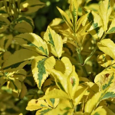 Бузина черная Мадонна Бузина черная Мадонна - Dolina-Sad.Ru