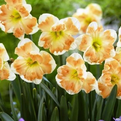 Нарцисс Кум Лауде Нарцисс Кум Лауде фото