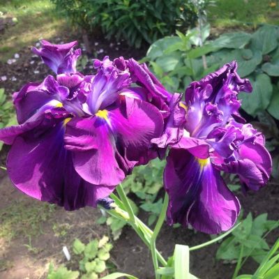 Ирис японский Руби Кинг Ирис японский Руби Кинг - Dolina-Sad.Ru