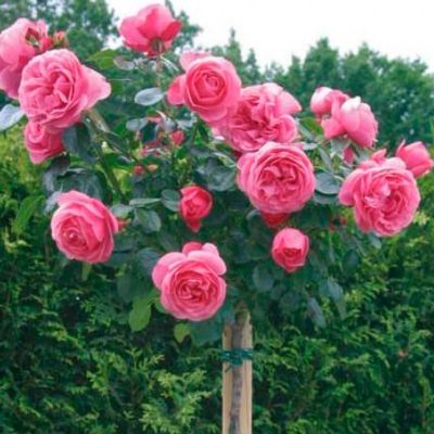 Роза Штамбовая Белбургунд Роза Штамбовая Белбургунд - Dolina-Sad.Ru