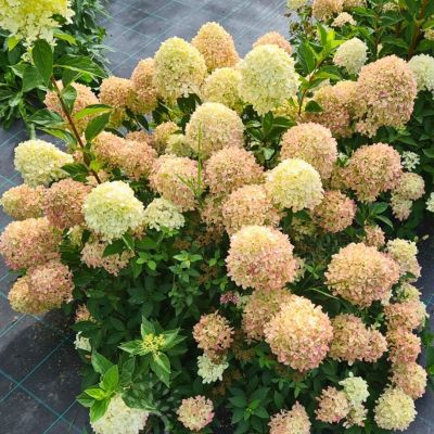 Гортензия метельчатая Коттон Крим Гортензия метельчатая Коттон Крим - Dolina-Sad.Ru