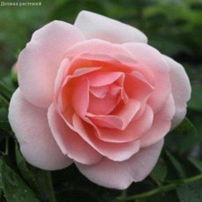 Роза Астрид Лингрен Роза Астрид Лингрен фото