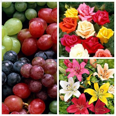 Комплект 2(Виноград+Лилия+Роза) Комплект 2(Виноград+Лилия+Роза) фото