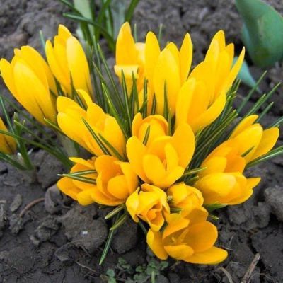 Крокус Биг Еллоу Крокус Биг Еллоу фото