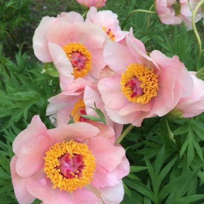 Пион Ноузгей Пион Ноузгей фото