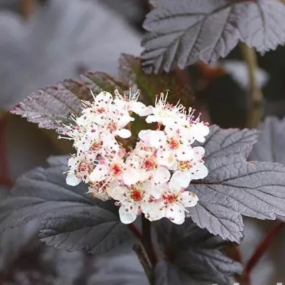 Пузыреплодник Краснолистный Дьябло, С1,5 Пузыреплодник Краснолистный Дьябло, С1,5 - Dolina-Sad.Ru