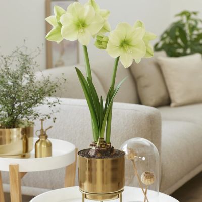 Амариллис Фэнтези Амариллис Фэнтези - Dolina-Sad.Ru