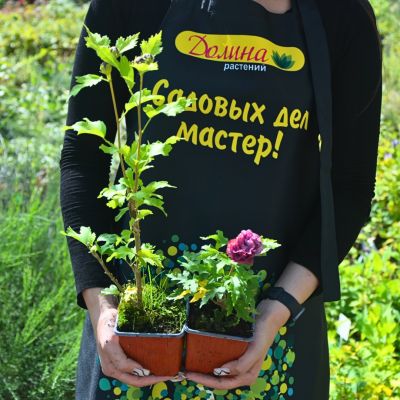 Гибискус сирийский Дюк де Брабант Гибискус сирийский Дюк де Брабант фото