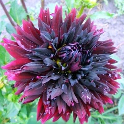 Георгина Блэк Тач Георгина Блэк Тач фото