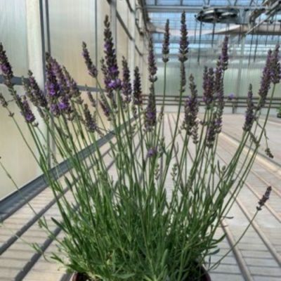 Лаванда гибридная Сенсейшн Лаванда гибридная Сенсейшн - Dolina-Sad.Ru