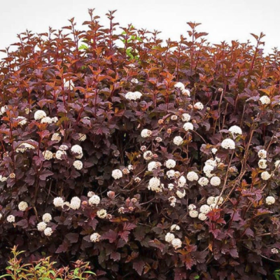 Пузыреплодник Краснолистный Дьябло, С1,5 Пузыреплодник Краснолистный Дьябло, С1,5 - Dolina-Sad.Ru