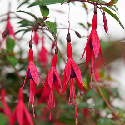 Фуксия Колибри магелланская Фуксия Колибри магелланская фото