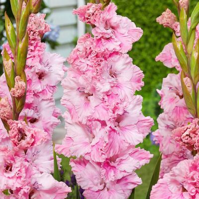 Гладиолус Софт Инносенс - Dolina-Sad.Ru