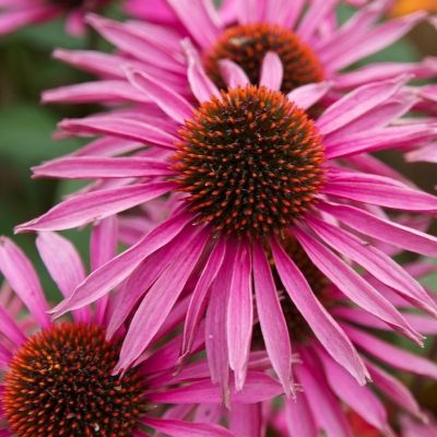 Эхинацея пурпурная Пика Белла - Dolina-Sad.Ru