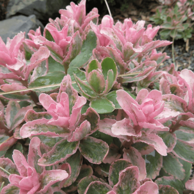 Седум Винки Седум Винки фото