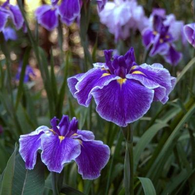 Ирис мечевидный Кристал Хало Ирис мечевидный Кристал Хало - Dolina-Sad.Ru