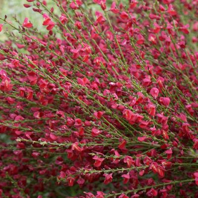 Ракитник Ред Лион Ракитник Ред Лион - Dolina-Sad.Ru