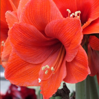 Амариллис Принцес Маргриет (Парк Оранж) Амариллис Принцес Маргриет (Парк Оранж) фото