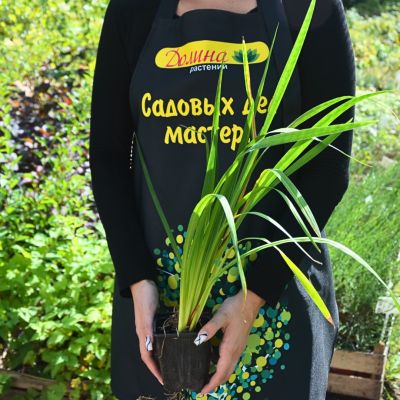 Ирис Кейп Код Бойз Ирис Кейп Код Бойз - Dolina-Sad.Ru