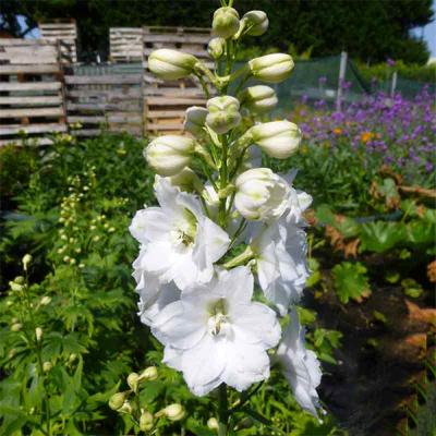 Дельфиниум "Мэджик Фаунтейн Уайт " Дельфиниум "Мэджик Фаунтейн Уайт " фото