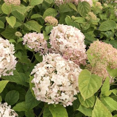 Гортензия древовидная Кэндибэль Маршмеллоу, С2 Гортензия древовидная Кэндибэль Маршмеллоу, С2 - Dolina-Sad.Ru
