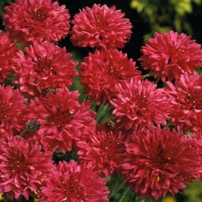 Василек Вишневая корона Василек Вишневая корона фото