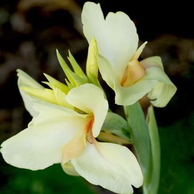 Канна Амбассадор Канна Амбассадор фото