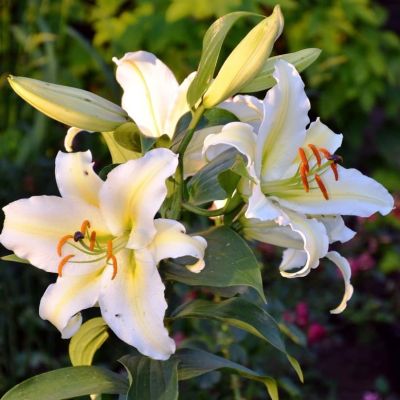 Лилия Чилаут 2 шт. Лилия Чилаут 2 шт. фото