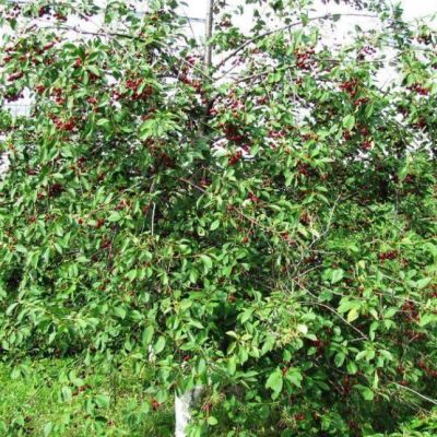 Черешня Ревна фото