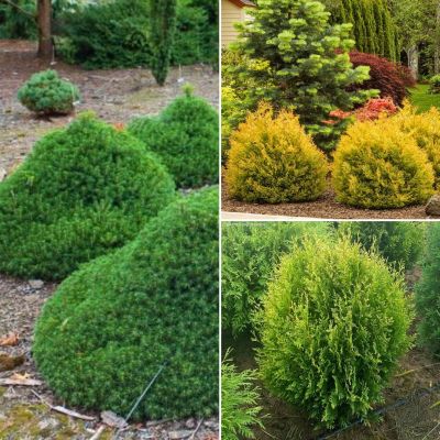 Комплект хвойных растений Карликовые Комплект хвойных растений Карликовые - Dolina-Sad.Ru