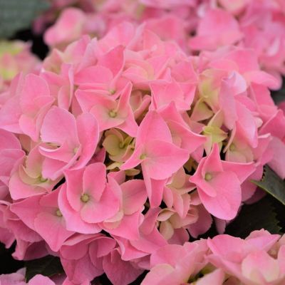 Гортензия крупнолистная Пинк Сенсейшн Гортензия крупнолистная Пинк Сенсейшн - Dolina-Sad.Ru