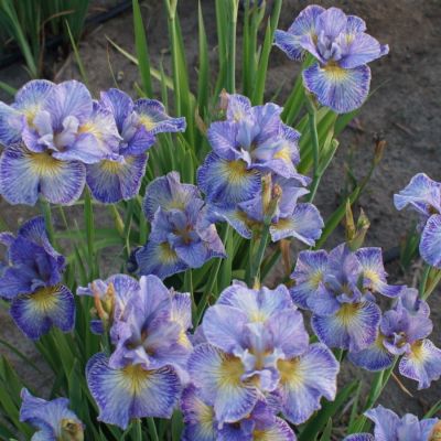 Ирис Кейп Код Бойз Ирис Кейп Код Бойз - Dolina-Sad.Ru