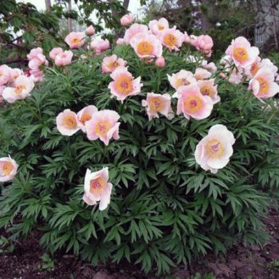 Пион Ноузгей Пион Ноузгей фото