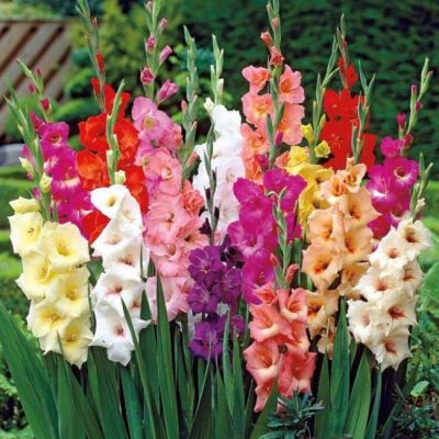 Набор Гладиолусов (8 шт.) фото
