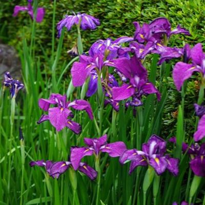 Ирис японский Руби Кинг Ирис японский Руби Кинг - Dolina-Sad.Ru