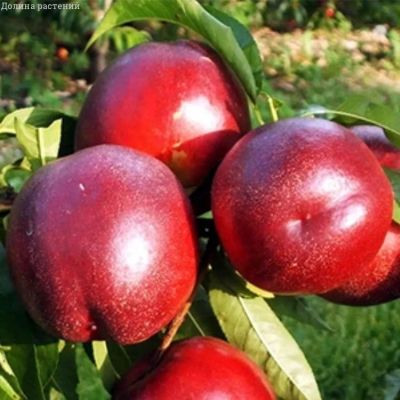 Нектарин Ред голд Нектарин Ред голд фото