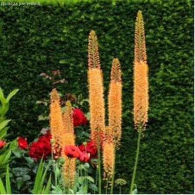 Эремурус Клеопатра Эремурус Клеопатра фото