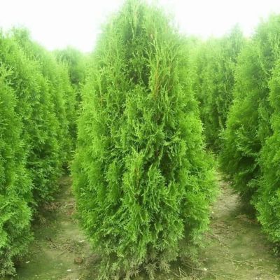 Туя западная Брабант Туя западная Брабант фото