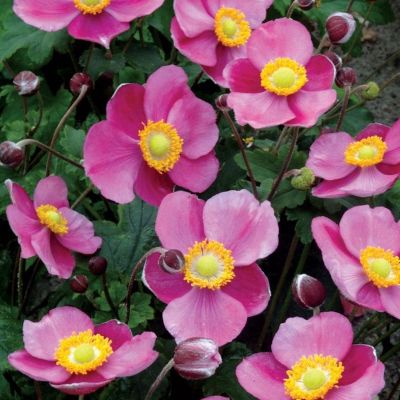 Анемона Хадспен Эбанденс - Dolina-Sad.Ru