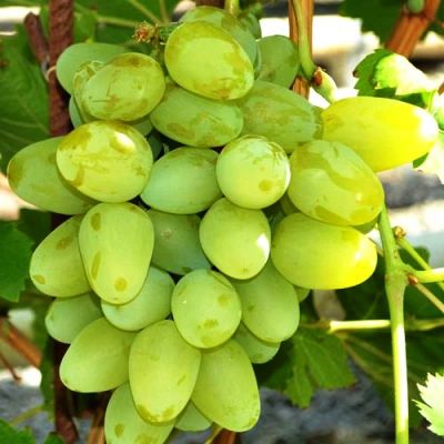Виноград Супер Экстра Виноград Супер Экстра фото