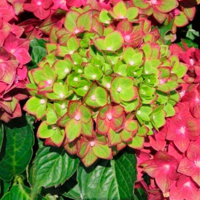 Гортензия крупнолистная Ребелион Ред Лав - Dolina-Sad.Ru