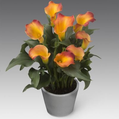 Калла Каптейн Лидо Калла Каптейн Лидо - Dolina-Sad.Ru