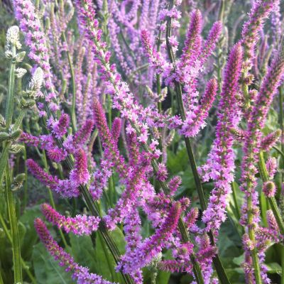 ЛИМОНИУМ СУВОРОВА РОЗОВЫЙ ЛИМОНИУМ СУВОРОВА РОЗОВЫЙ - Dolina-Sad.Ru