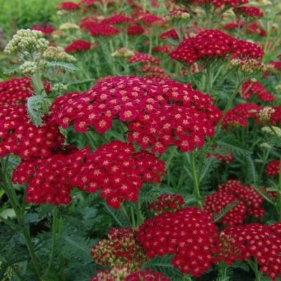 Тысячелистник Муншайн Тысячелистник Муншайн - Dolina-Sad.Ru