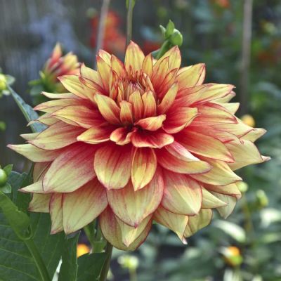 Георгина Даззлинг Мэджик Георгина Даззлинг Мэджик - Dolina-Sad.Ru